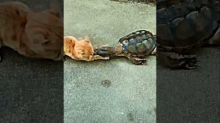 Turtle Attack Speed #trending #animals #wildlife #cat #turtle #shorts #youtube #youtubeshorts #short