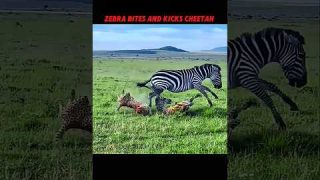 zebra vs cheetah #trending #wildlife #animals #shorts #youtube #youtubeshorts #viralshort #cheetah
